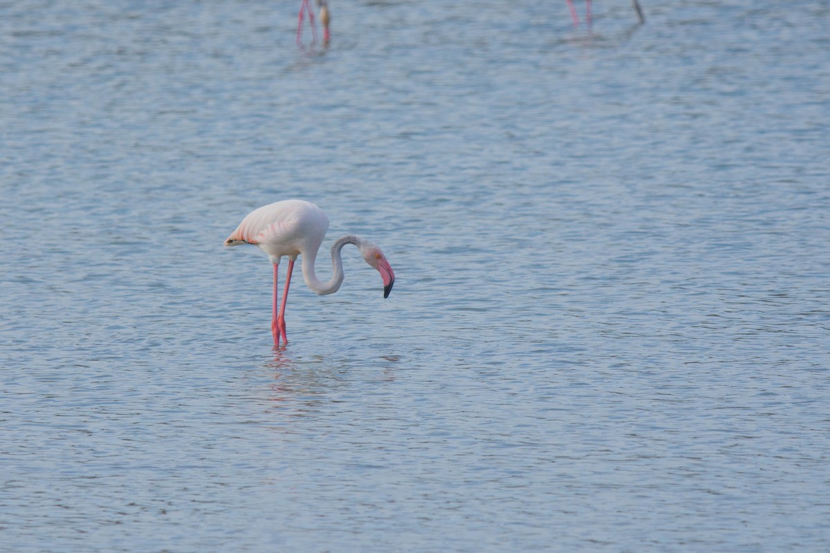 Greater Flamingo - ML612929984