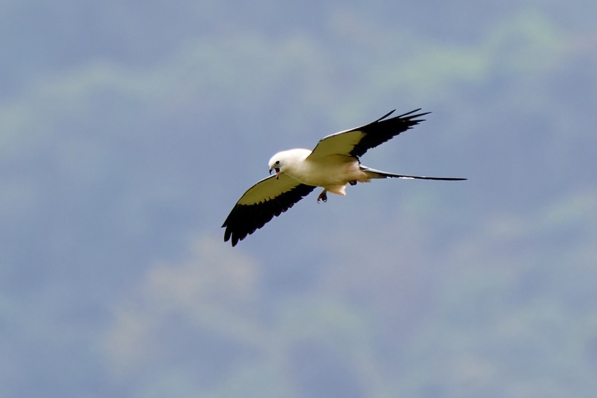 Swallow-tailed Kite - ML612930104