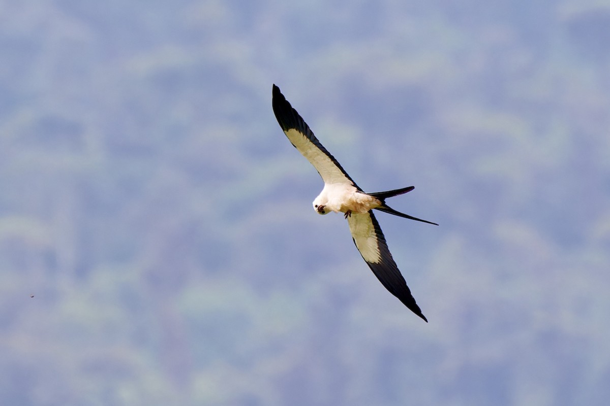 Swallow-tailed Kite - ML612930105