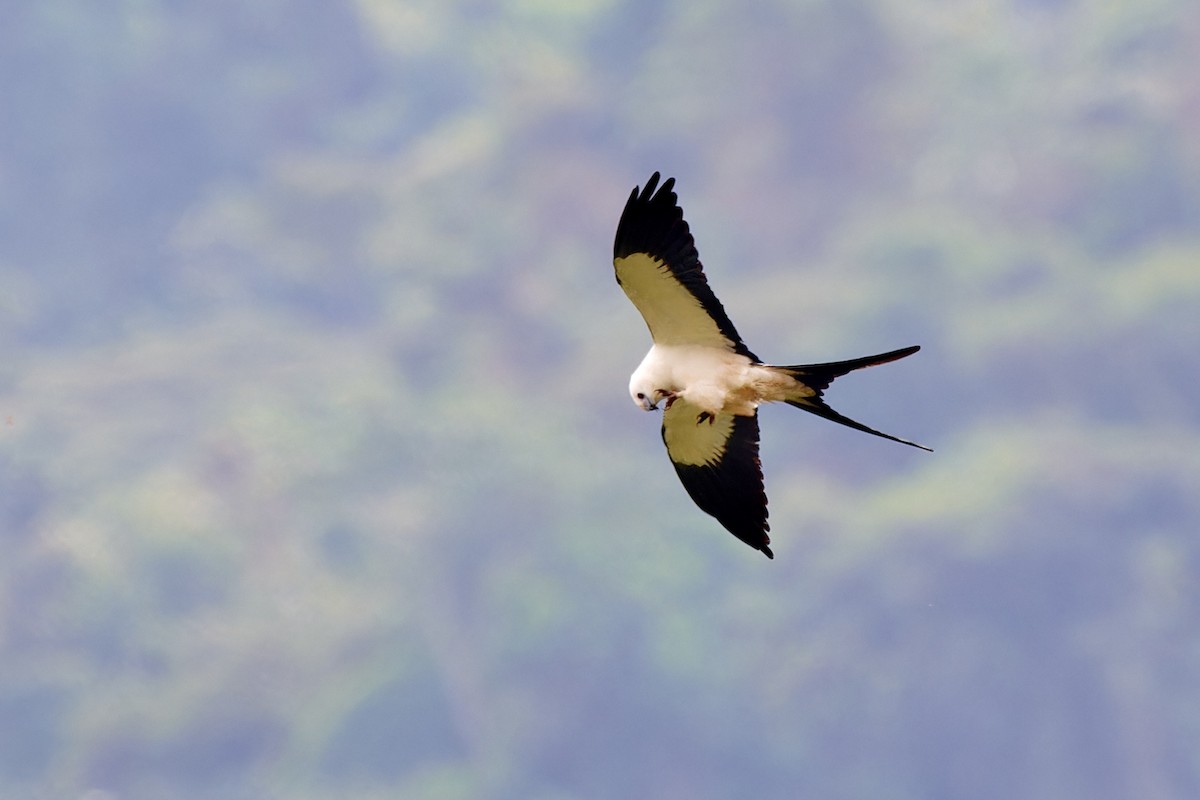 Swallow-tailed Kite - ML612930106