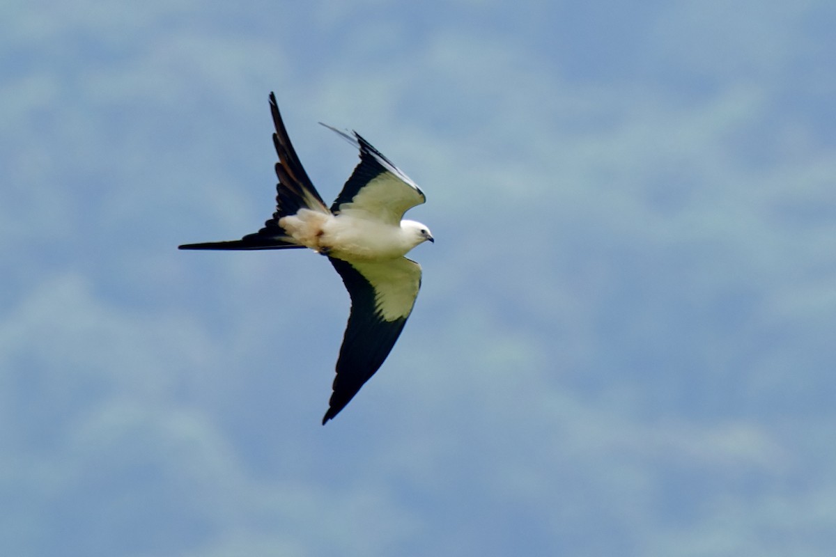 Swallow-tailed Kite - ML612930107
