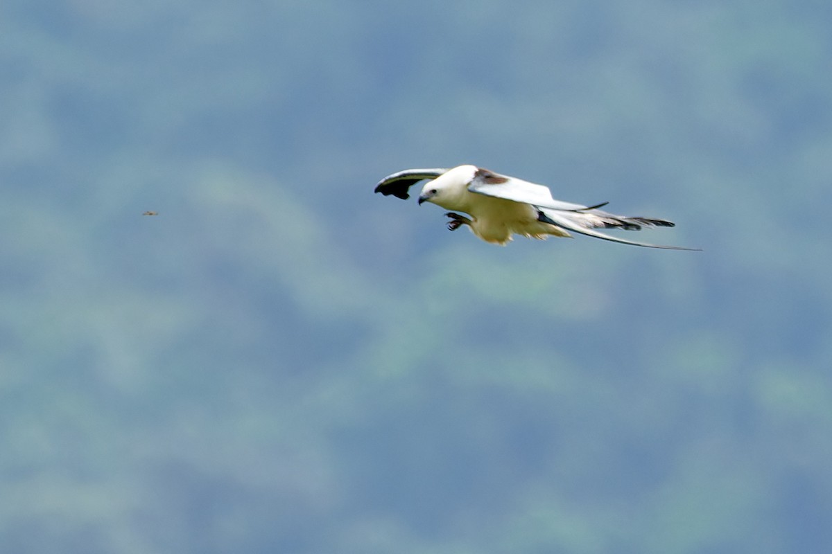 Swallow-tailed Kite - ML612930108
