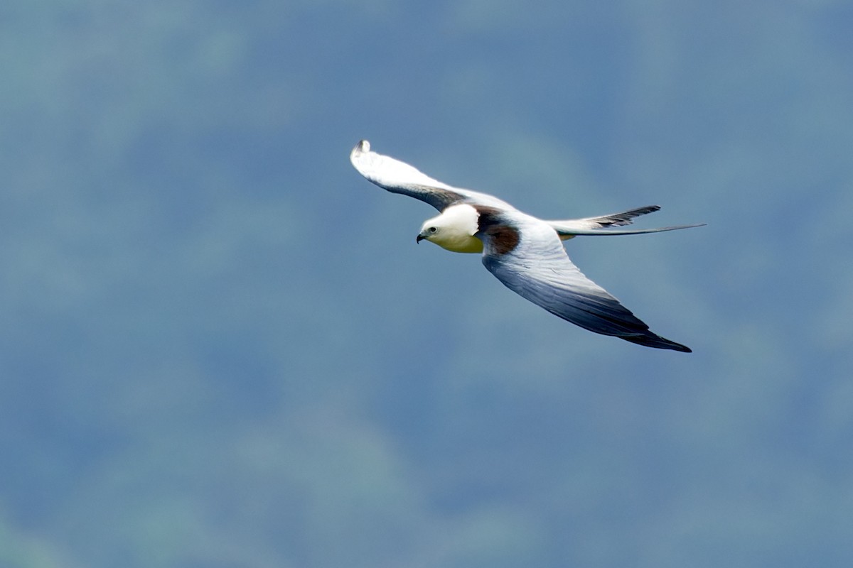Swallow-tailed Kite - ML612930109