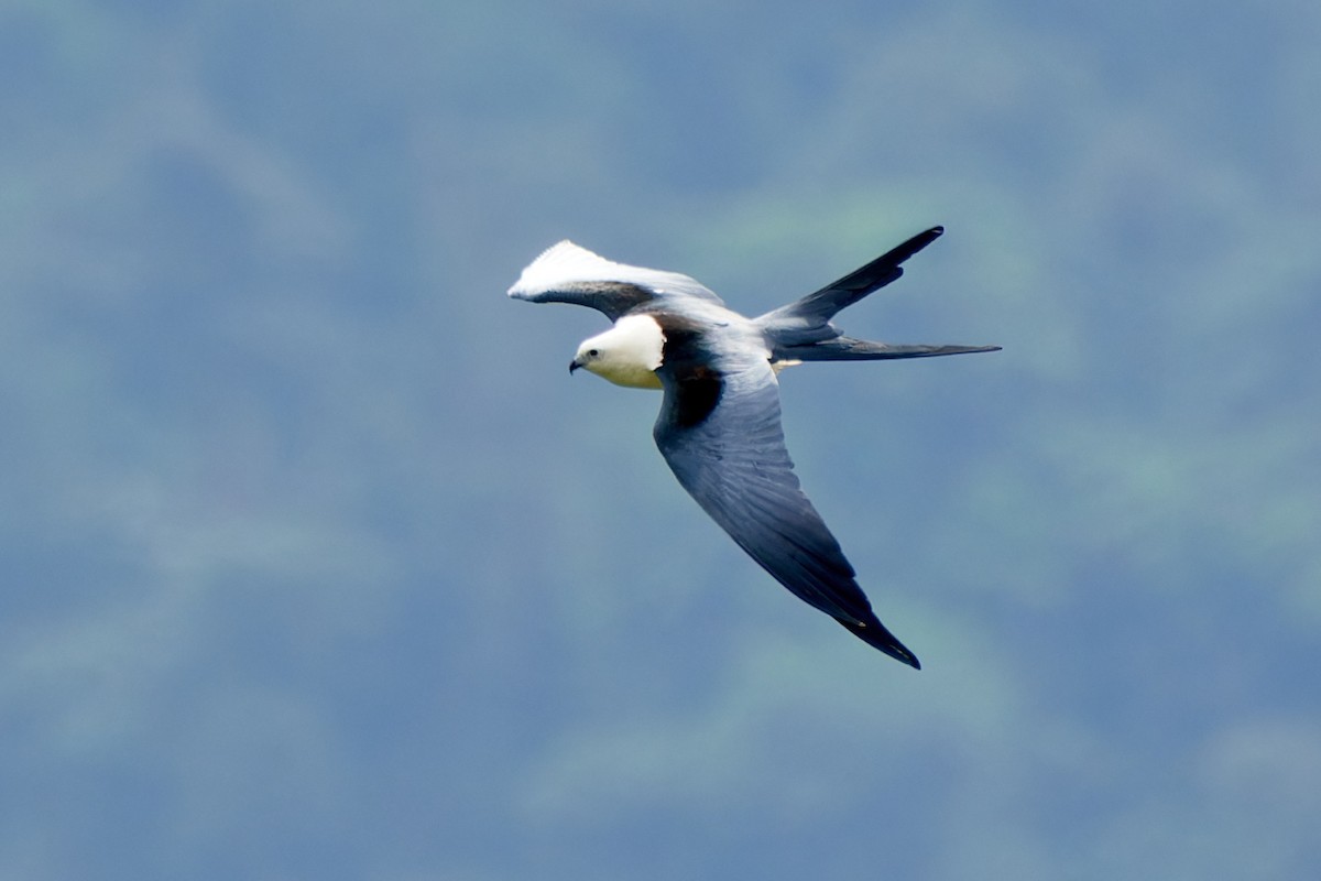 Swallow-tailed Kite - ML612930110