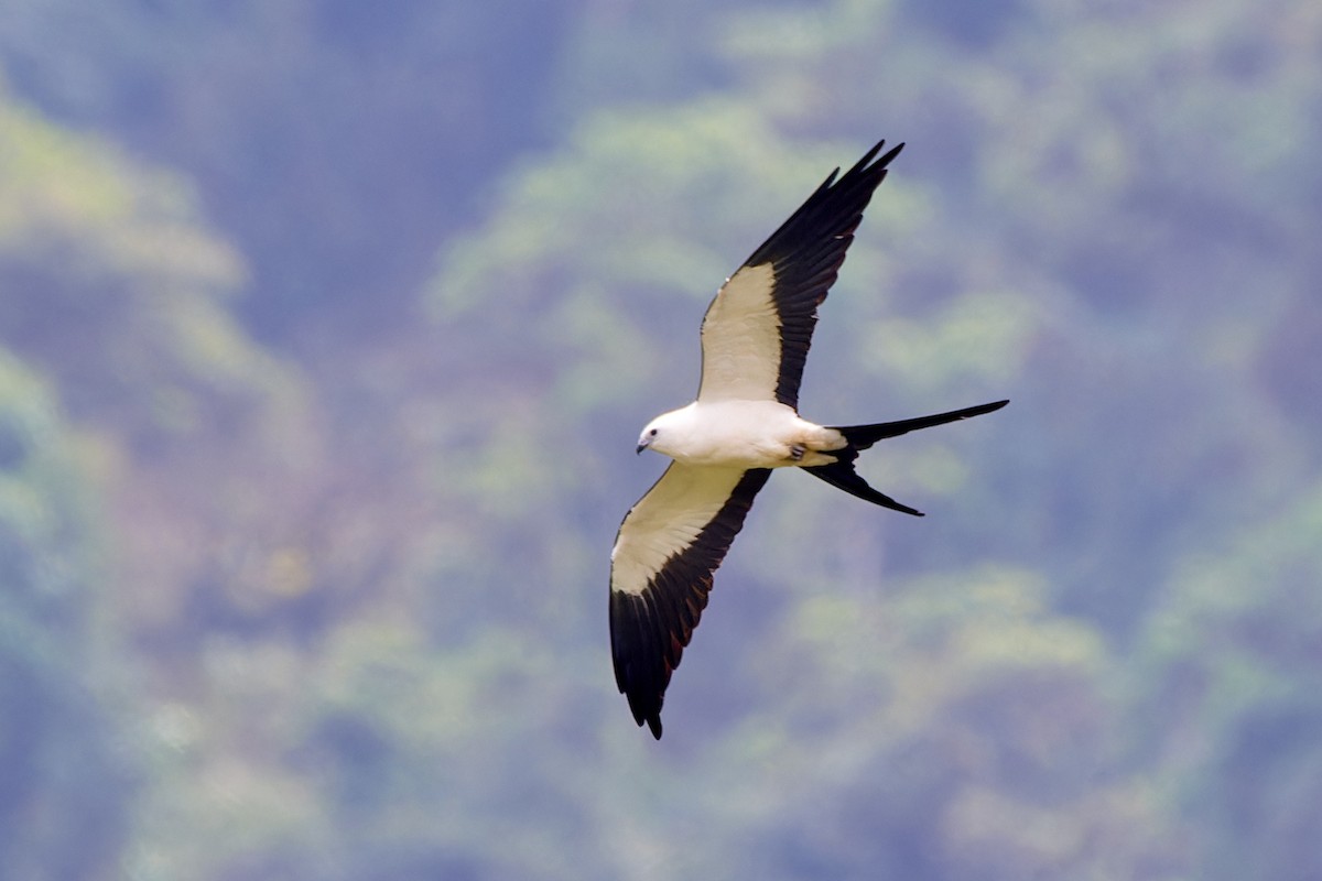 Swallow-tailed Kite - ML612930111