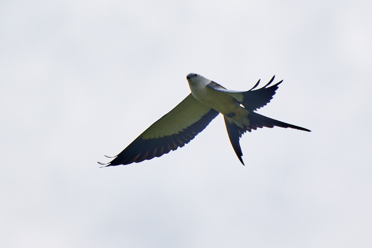 Swallow-tailed Kite - ML612930112