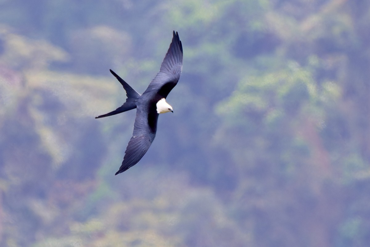 Swallow-tailed Kite - ML612930113