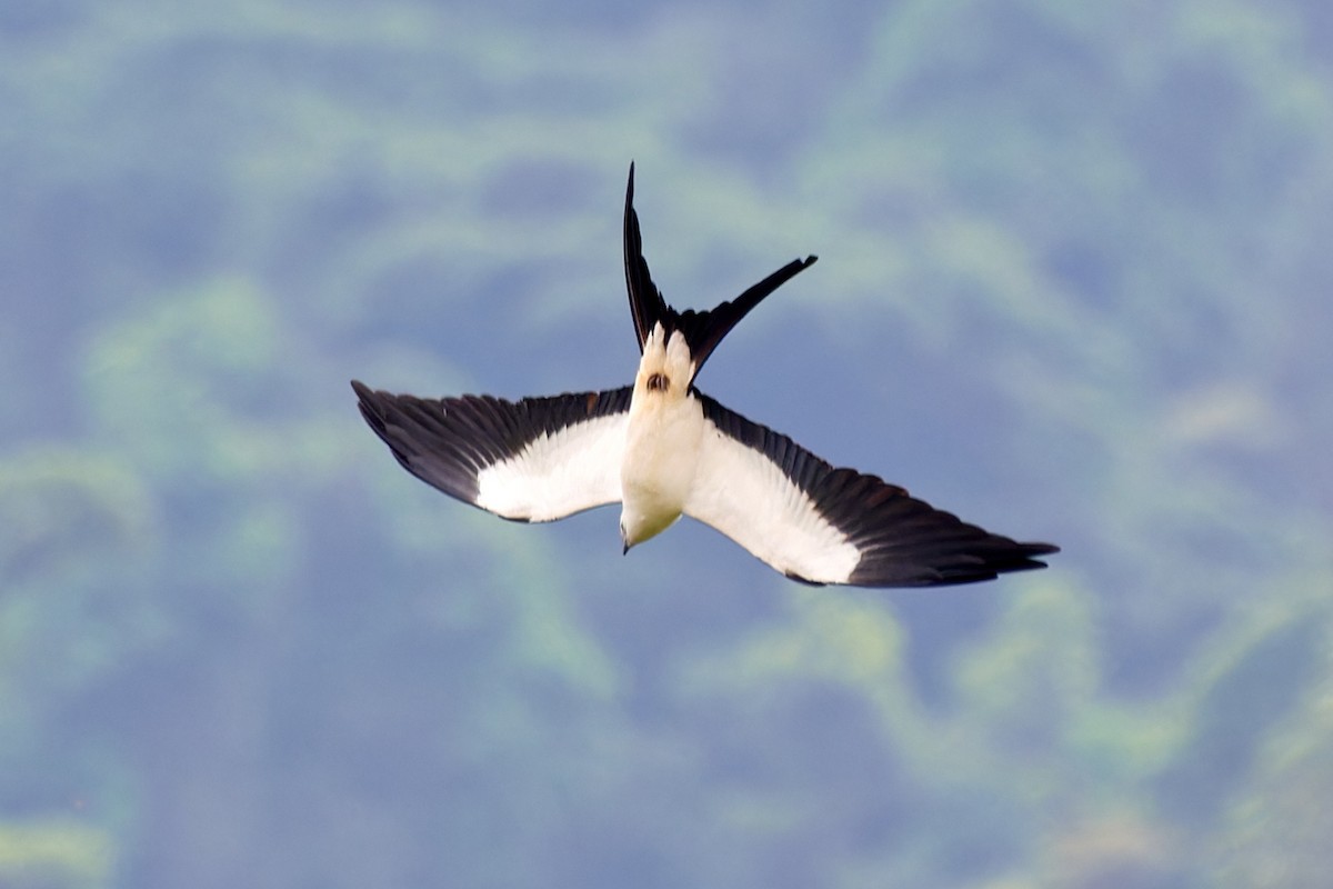Swallow-tailed Kite - ML612930114