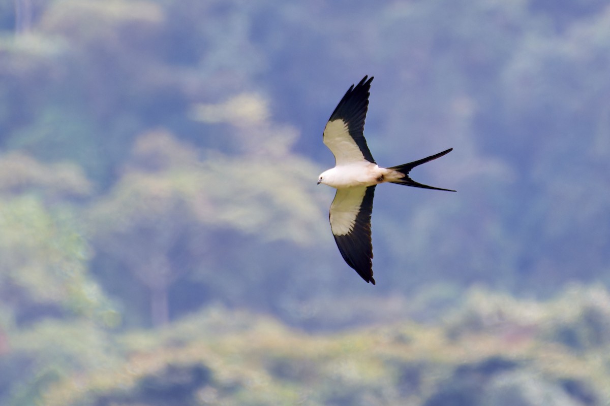 Swallow-tailed Kite - ML612930115