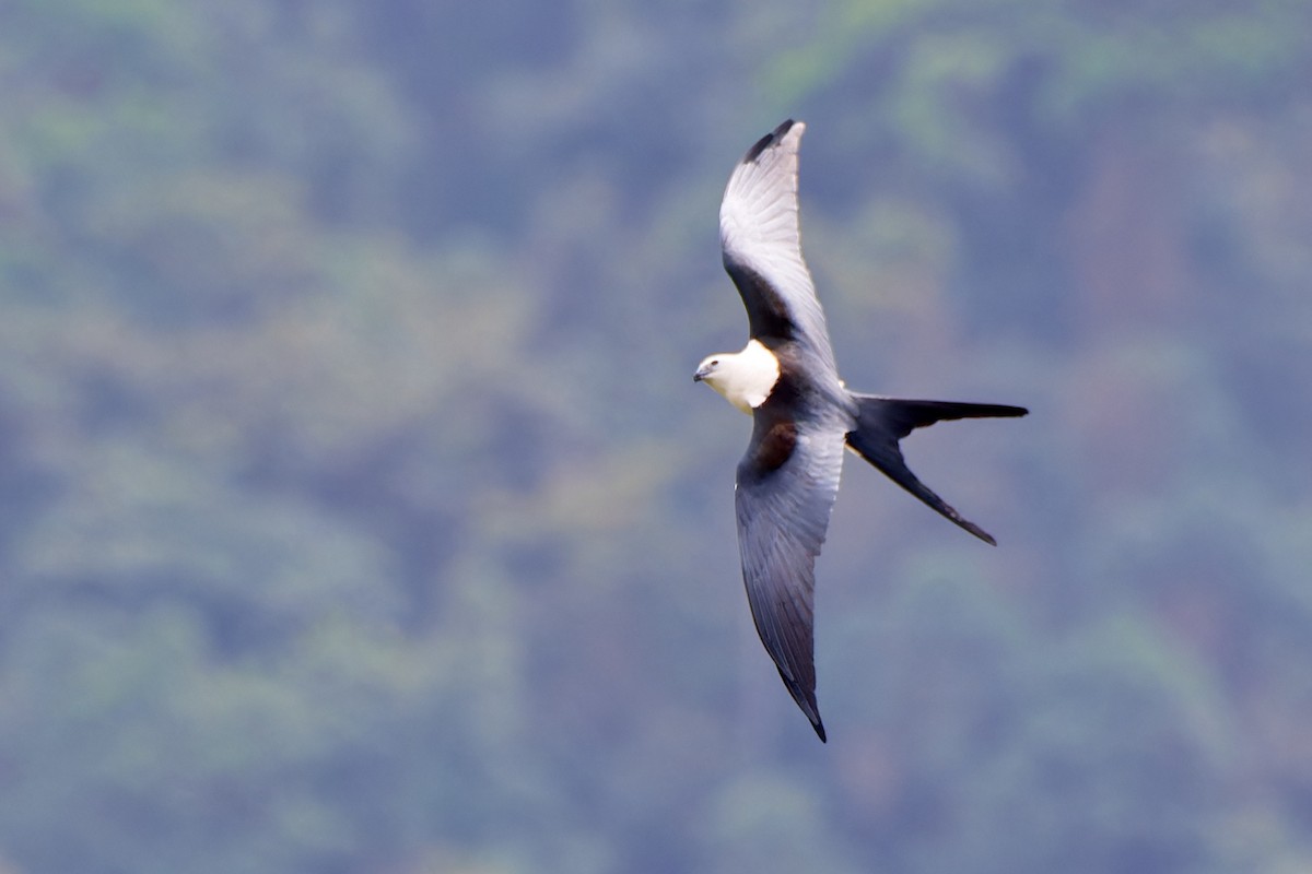 Swallow-tailed Kite - ML612930117