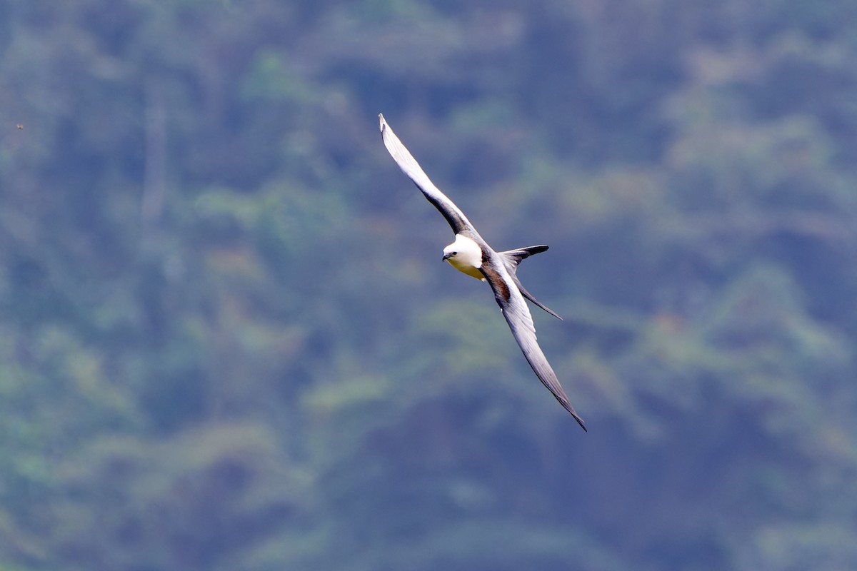 Swallow-tailed Kite - ML612930118