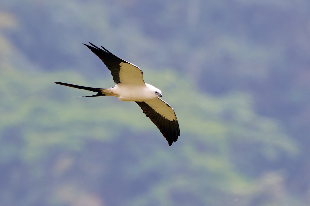 Swallow-tailed Kite - ML612930119