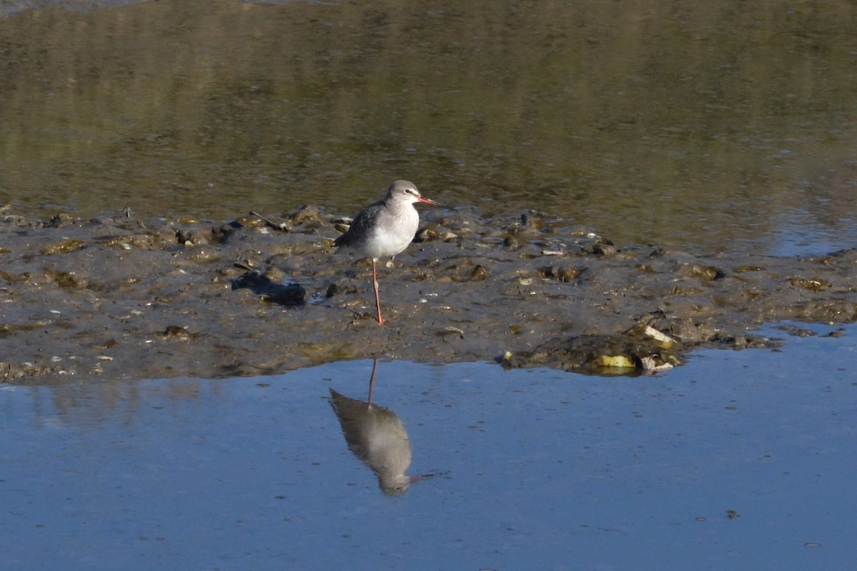 Spotted Redshank - ML612930192