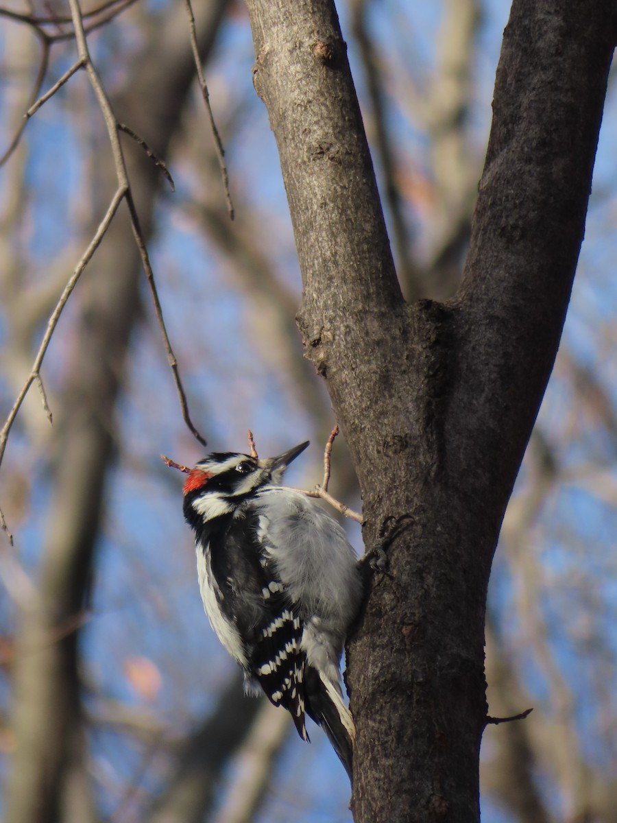 Hairy Woodpecker - ML612930200