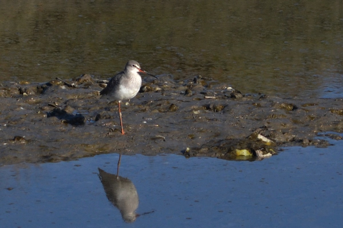 Spotted Redshank - ML612930209