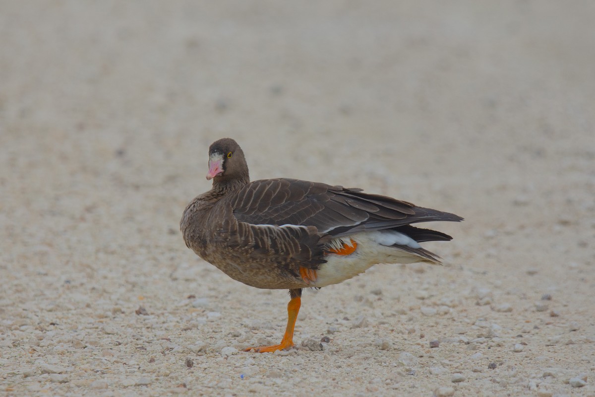 Lesser White-fronted Goose - ML612931071
