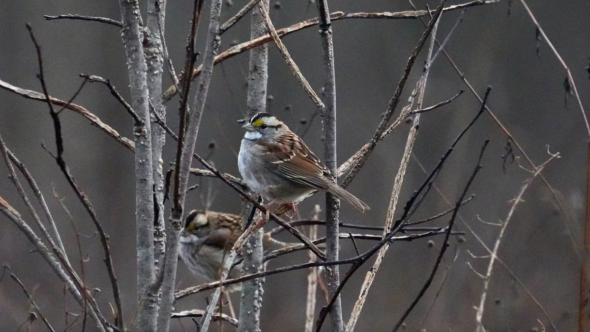 White-throated Sparrow - ML612931107