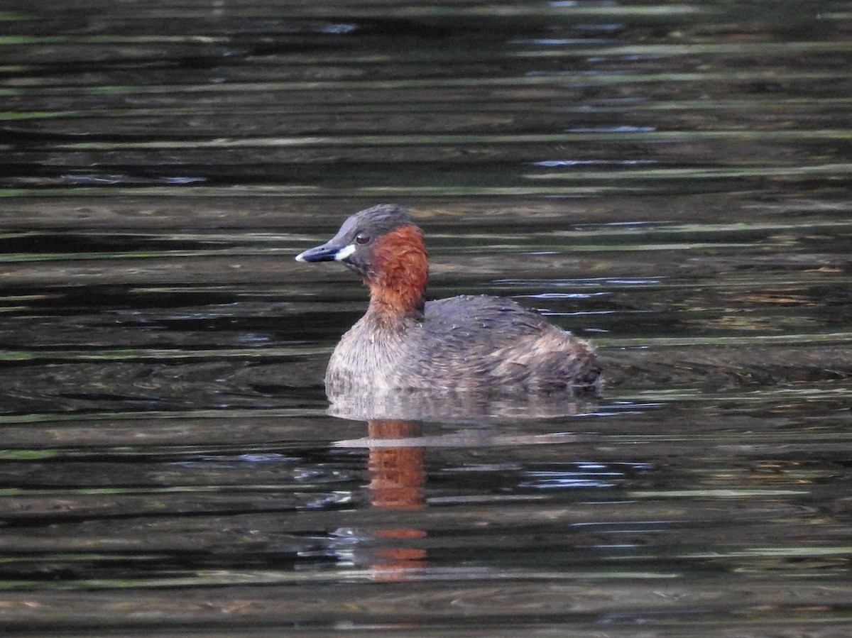 Little Grebe - Luis Rodrigues