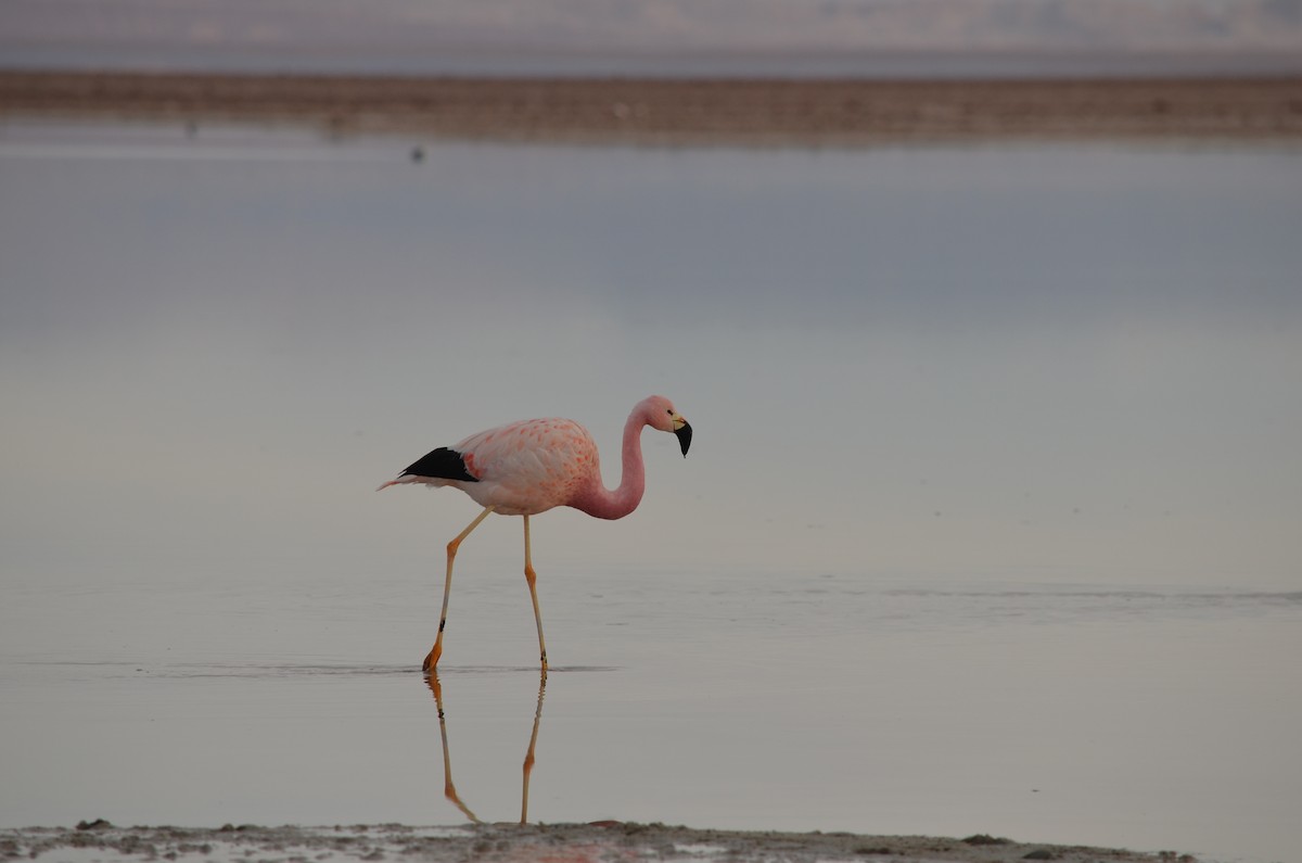 Andean Flamingo - Jesu Mallea