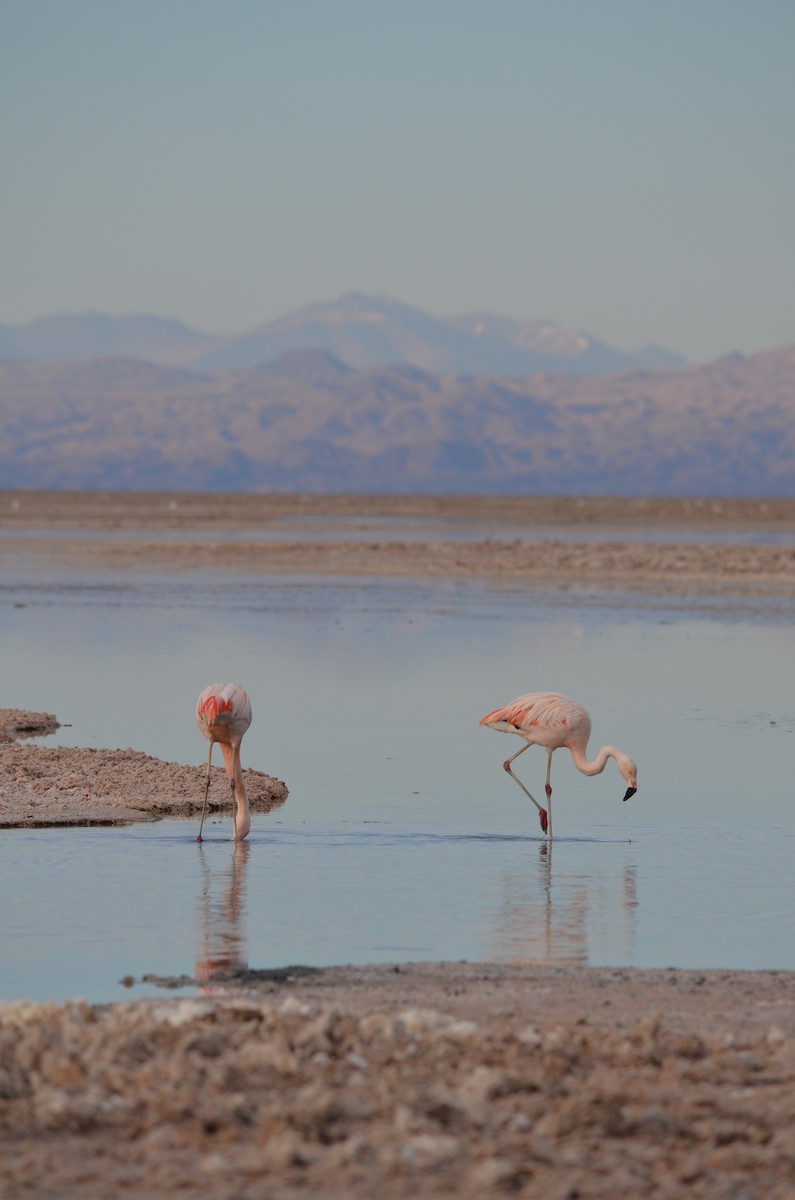Chilean Flamingo - Jesu Mallea