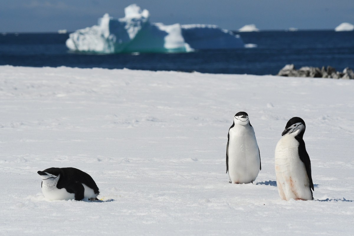 Антарктический пингвин - ML612931256