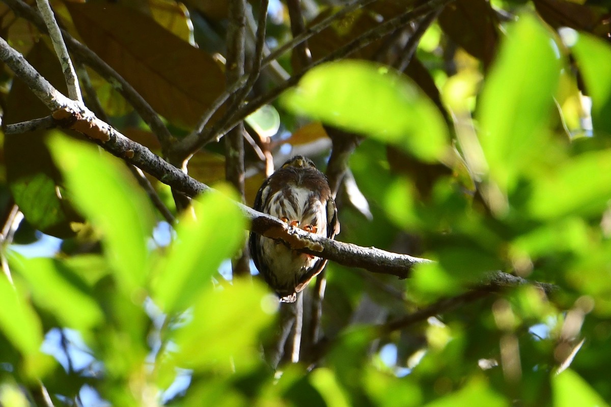 Amazonian Pygmy-Owl - ML612931382