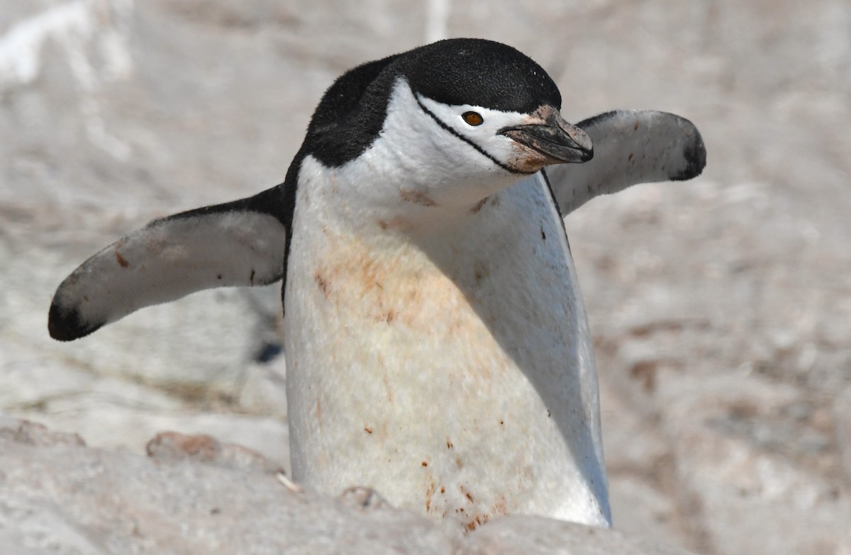 Chinstrap Penguin - Timothy White