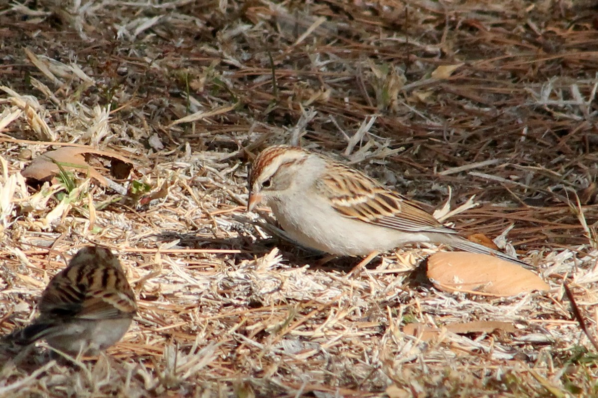 Chipping Sparrow - Holly Kleindienst