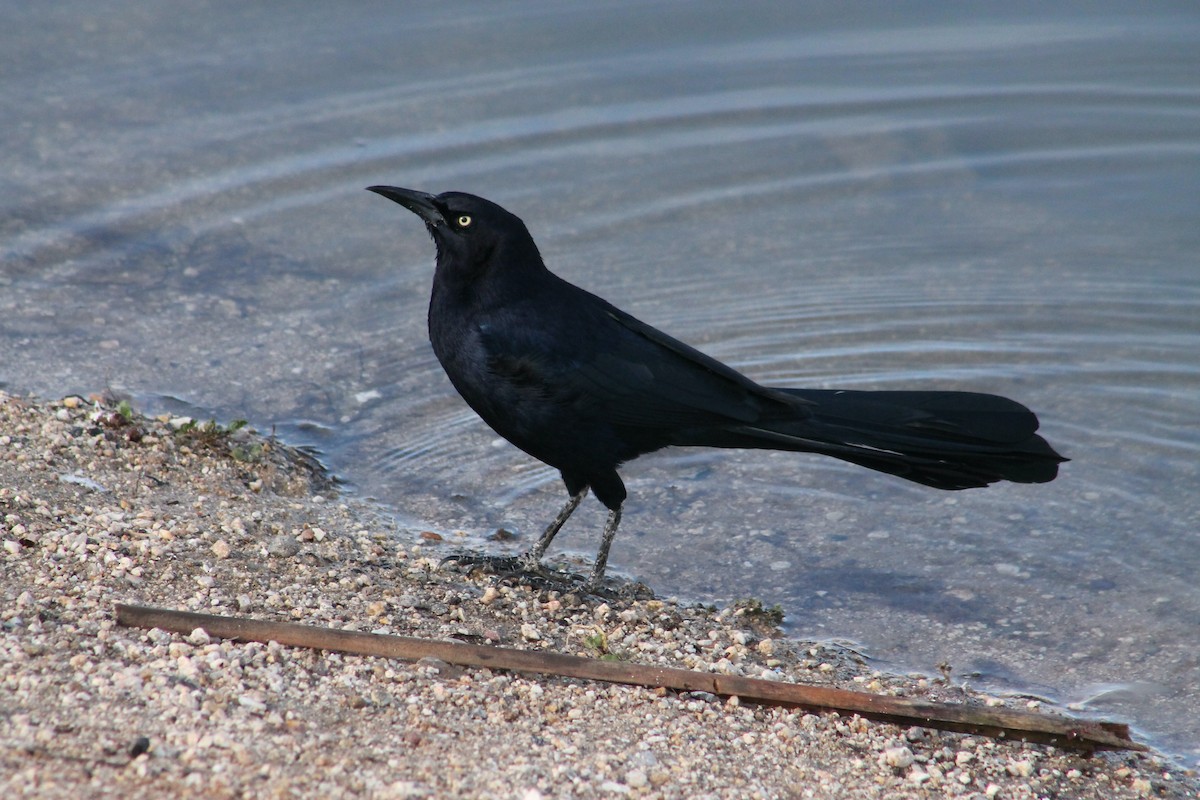 Great-tailed Grackle - Holly Kleindienst