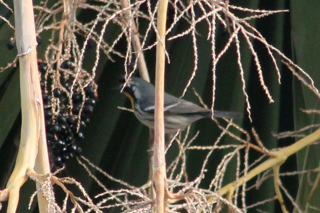 Yellow-throated Warbler - ML612931586