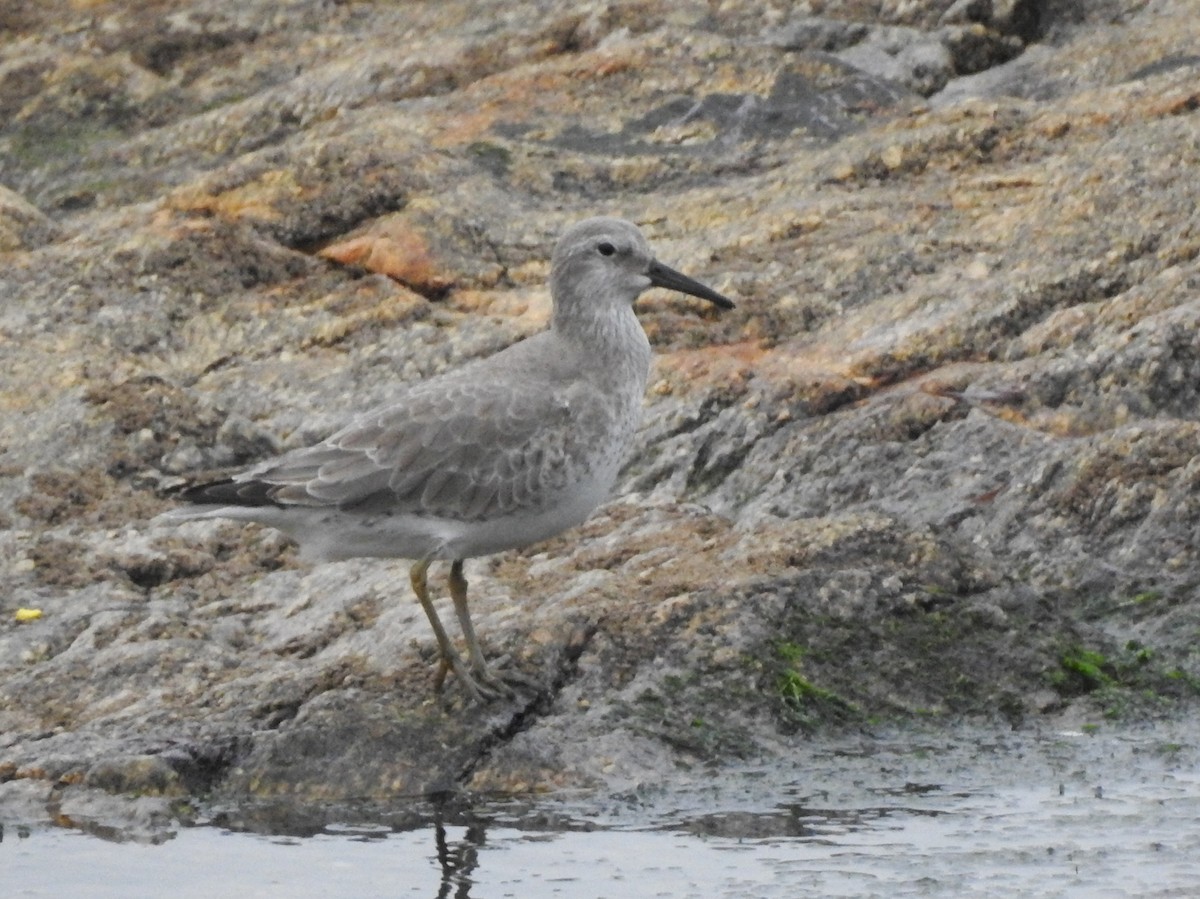 Red Knot - ML612931624