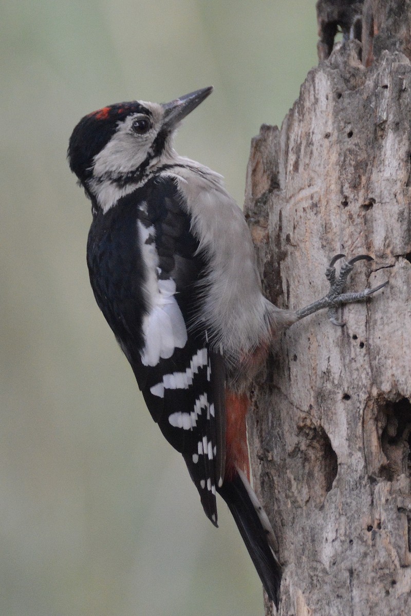 Great Spotted Woodpecker - ML612931779