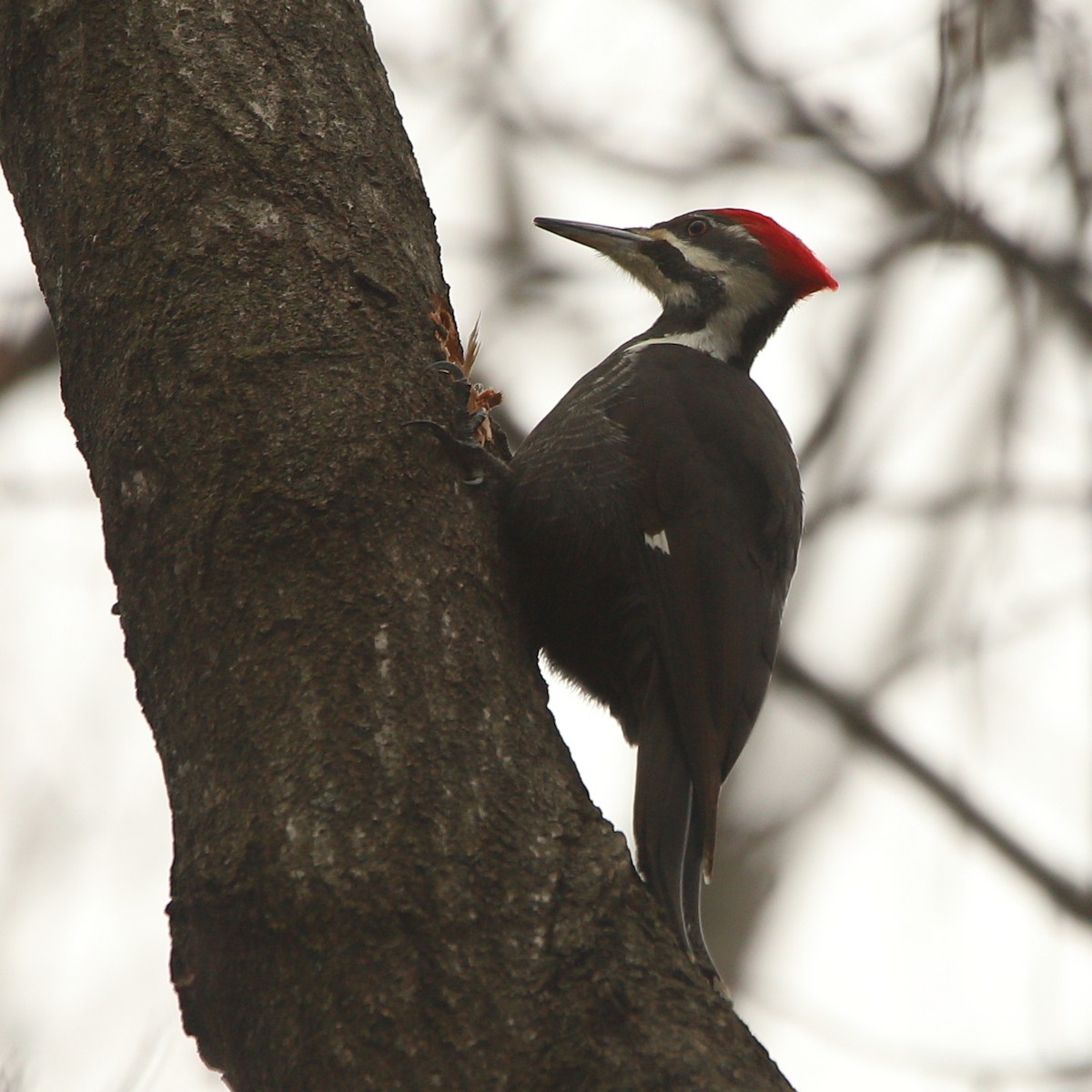 Pileated Woodpecker - ML612931934