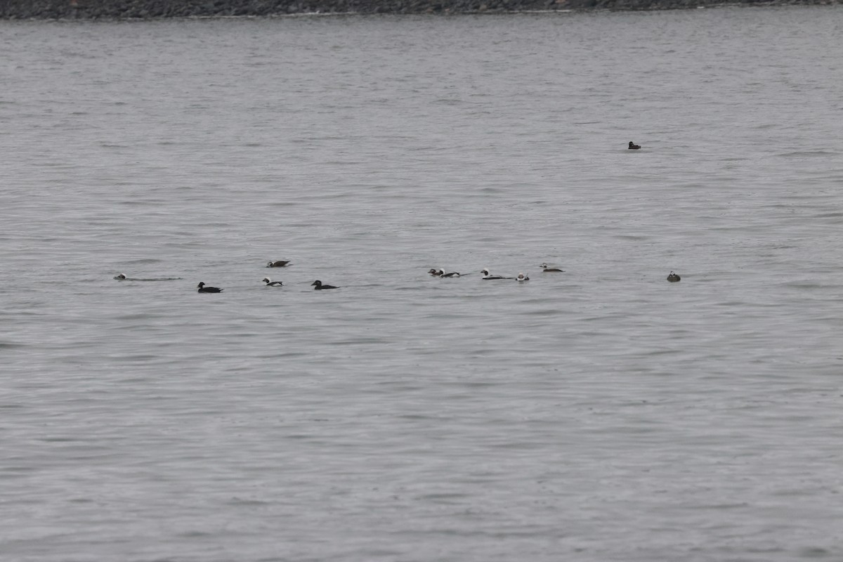 Long-tailed Duck - ML612931975