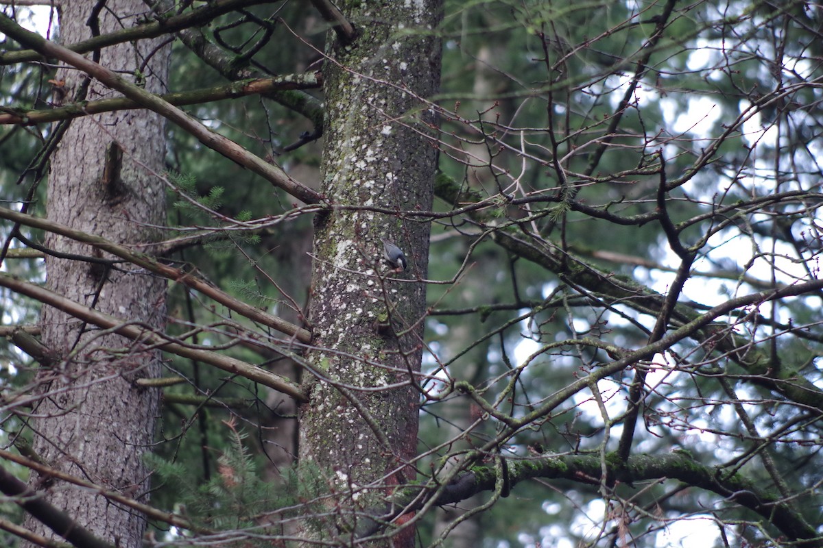 White-breasted Nuthatch - Damion Ruthven