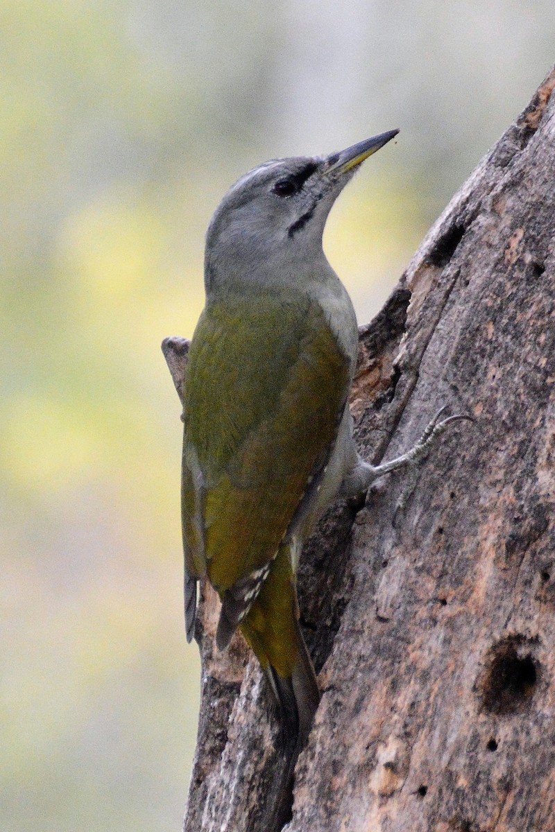 Gray-headed Woodpecker - ML612932021