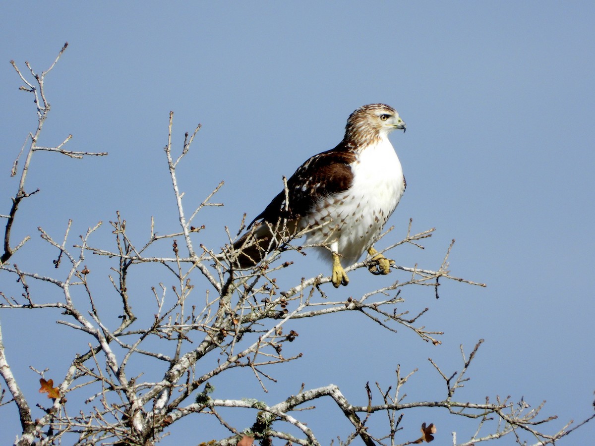 Red-tailed Hawk - ML612932110
