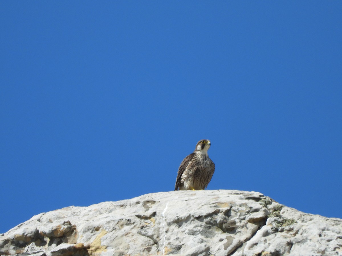 Peregrine Falcon (Mediterranean) - ML612932391