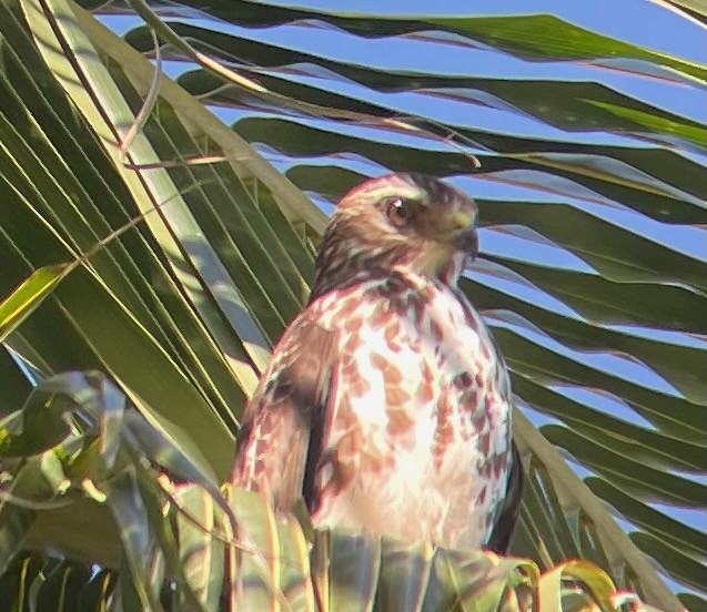 EBird Checklist 1 Jan 2024 Ocean Reef 6 Species   1200