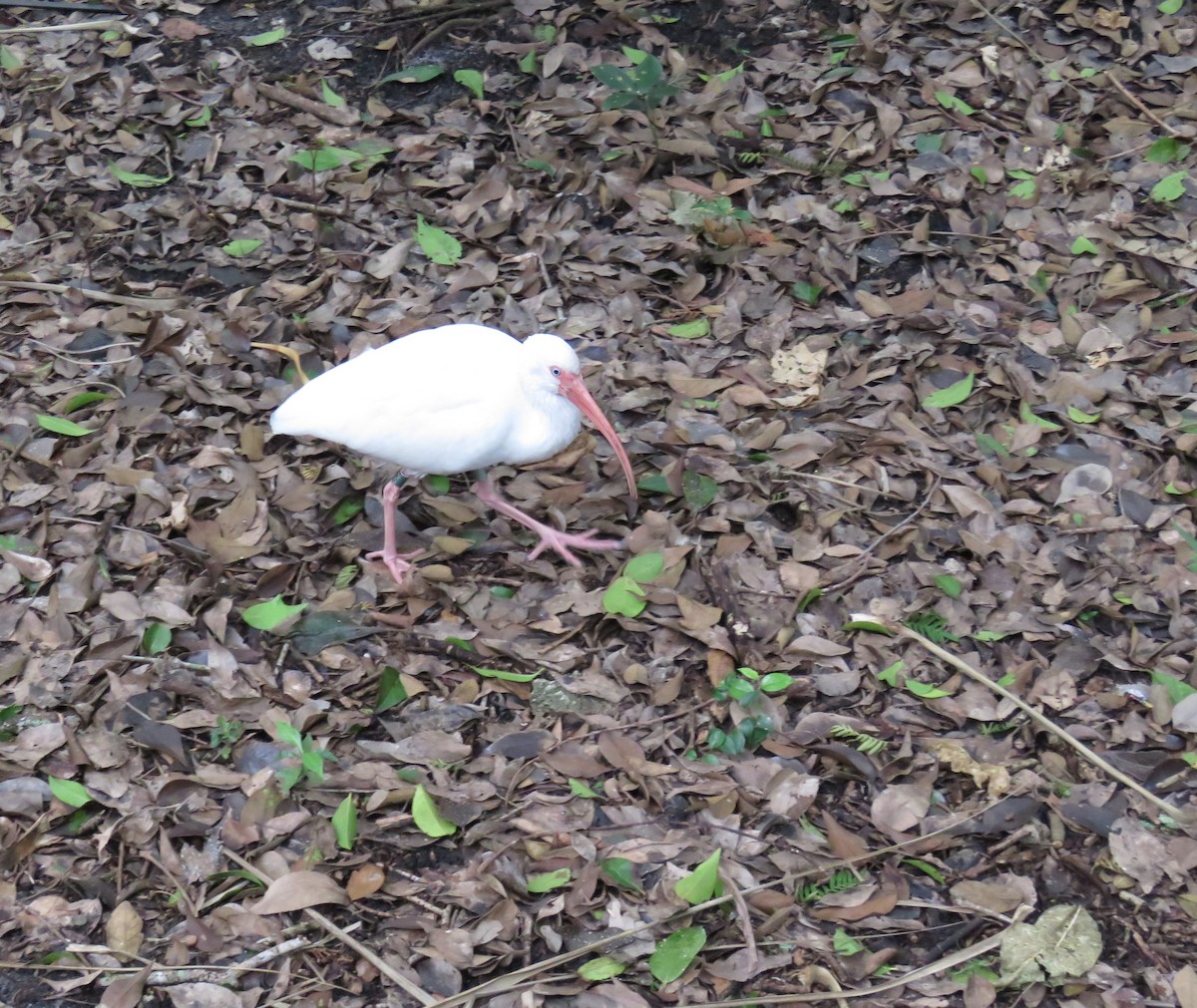 ibis bílý - ML612933024