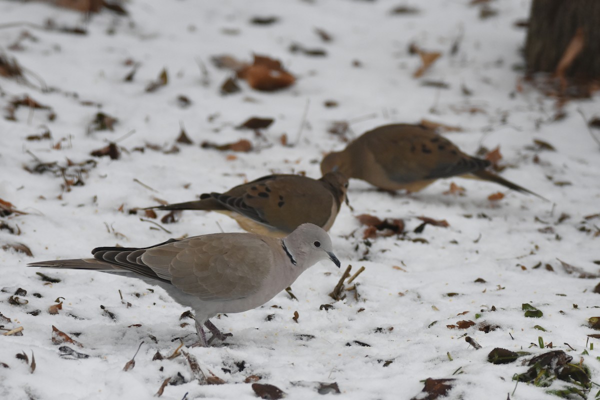 EBird Checklist 1 Jan 2024 West End Of South Airport 3 Species   1200