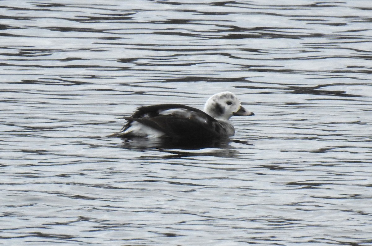 Long-tailed Duck - ML612933524