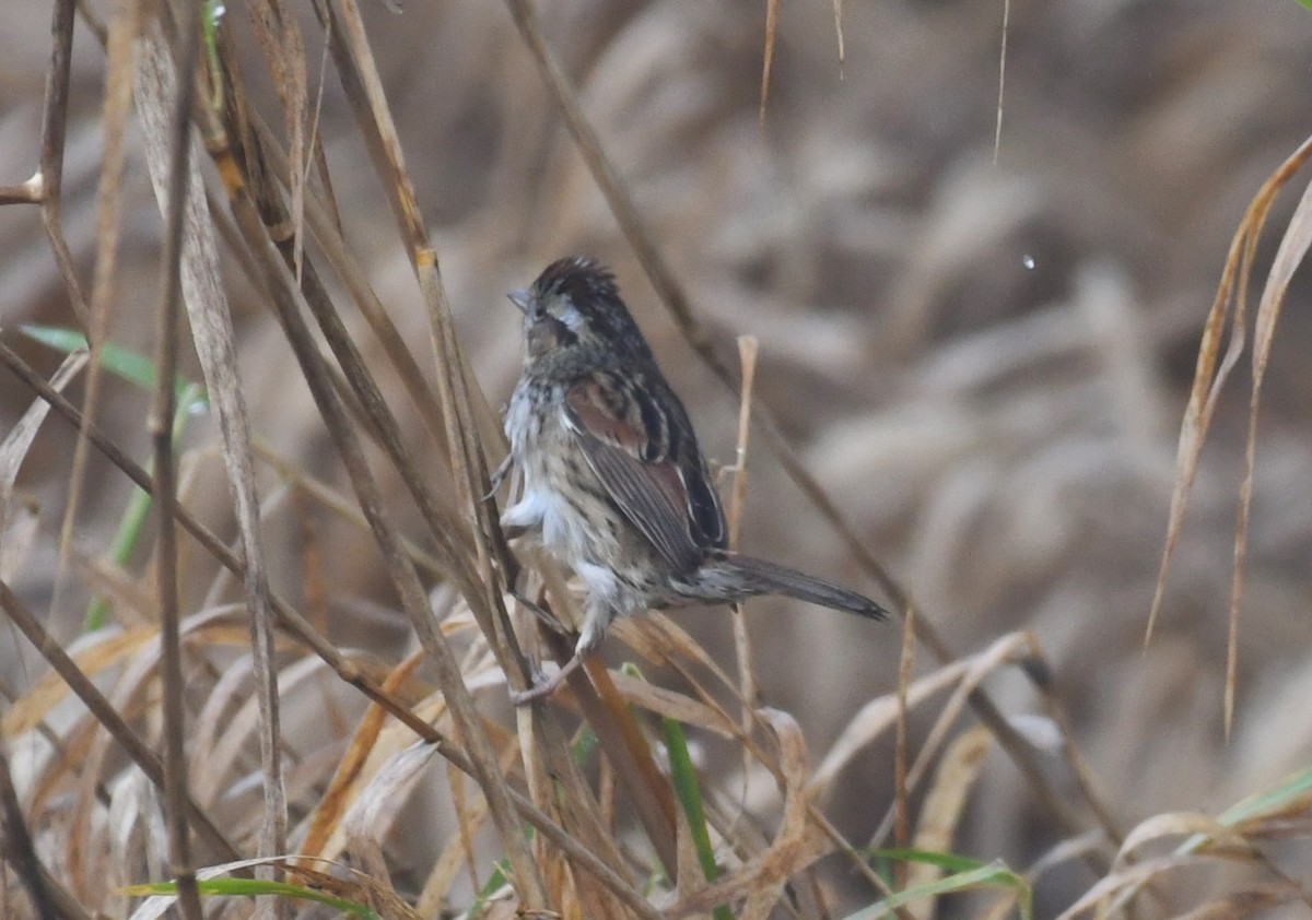 Swamp Sparrow - ML612933628