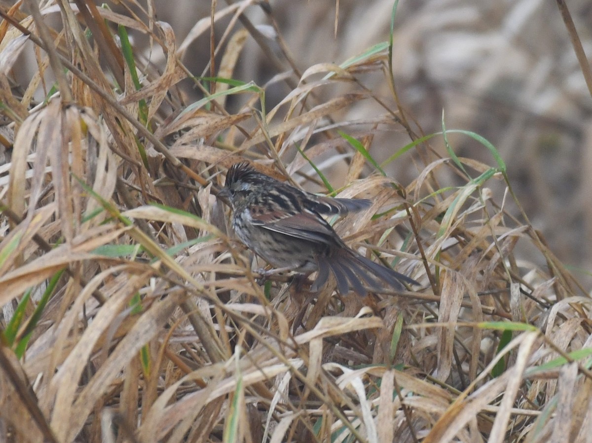 Swamp Sparrow - ML612933649