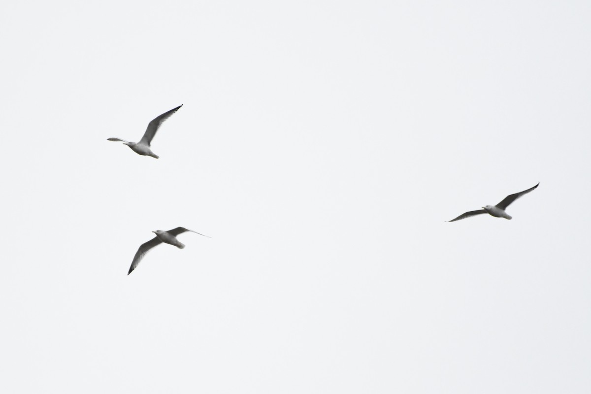 eBird Checklist 1 Jan 2024 Heritage Park (Oakland Co.) 27 species