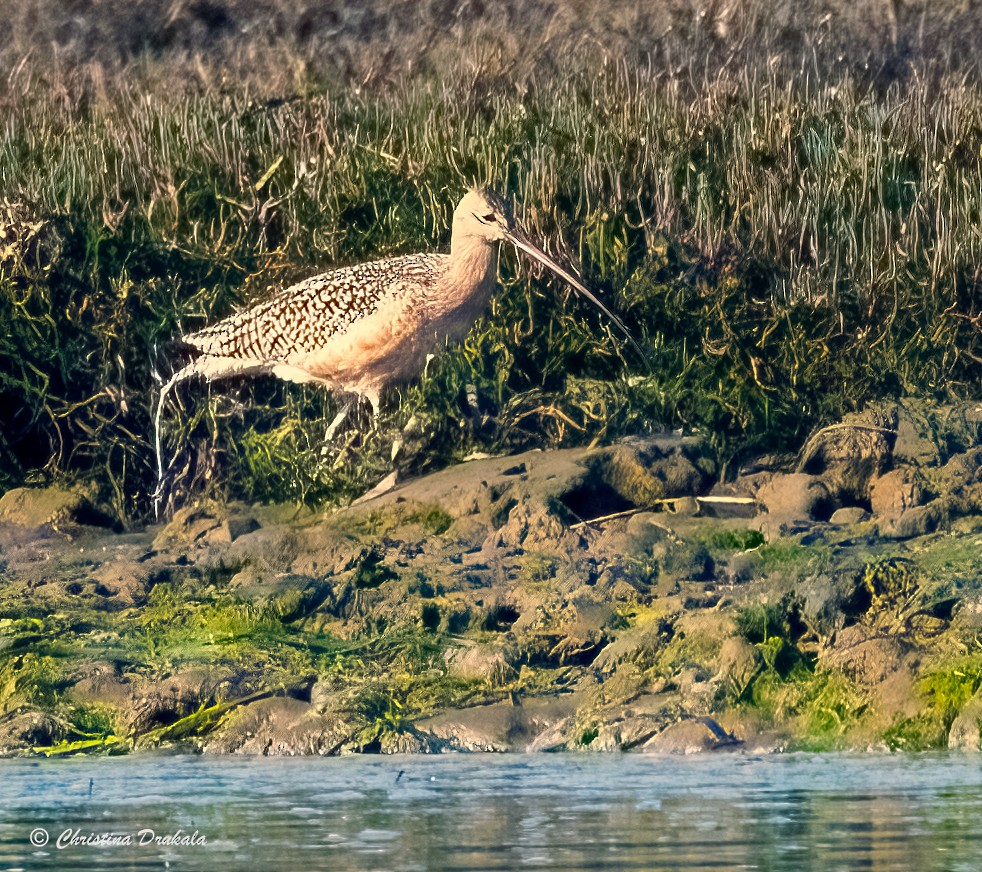 Long-billed Curlew - ML612934112