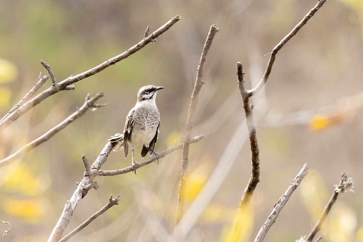 Long-tailed Mockingbird - ML612934267