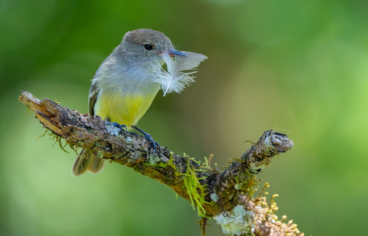 Galapagos Flycatcher - Pablo Grilli