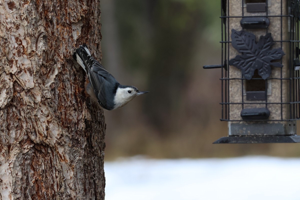 White-breasted Nuthatch - ML612934366