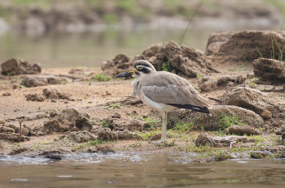 Great Thick-knee - ML612934511